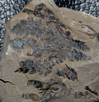 Rare Carboniferous Fossil Plant - Sphenopteris Sp