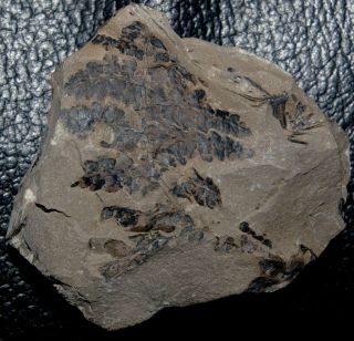 Rare Carboniferous fossil plant - Sphenopteris sp 2
