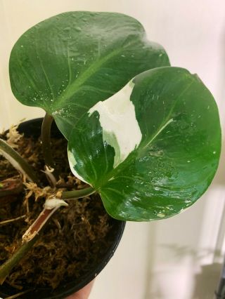Philodendron White Knight,  Top Cutting,  Rare Aroid