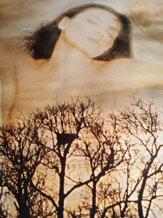 Vintage Verkerke 1978 / Spirit Of The Tree/ Ultra Rare