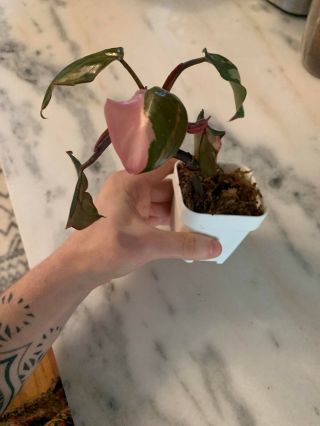 Philodendron Pink Princess Rare Aroid Collector 