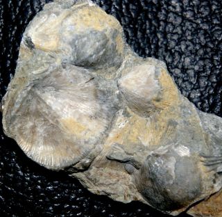 Rare,  Silurian Brachiopod,  Details - Isorthis Clivosa