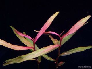 3 Stems Persicaria Kawagoeanum Live Aquarium Plants Rare