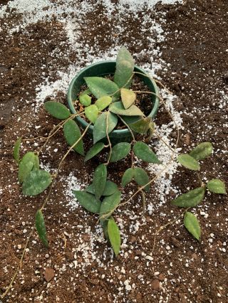 Hoya Caudata Rare,  Collectors Plant Shipped Semi - Bare Root