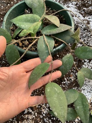 Hoya Caudata Rare,  Collectors Plant Shipped Semi - bare Root 2