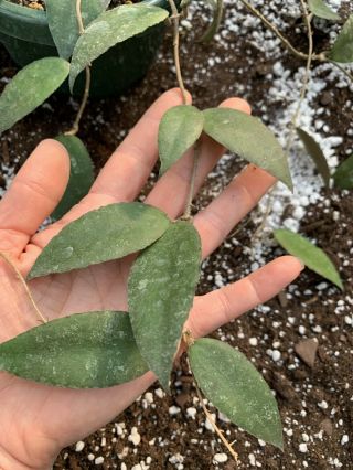 Hoya Caudata Rare,  Collectors Plant Shipped Semi - bare Root 3