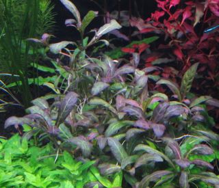 3 Stems Purple Staurogyne Repens Live Aquarium Plants Rare