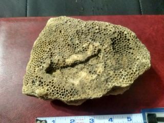 Fossil Petrified Sea Sponge Or Coral Rare Item Found In Kentucky