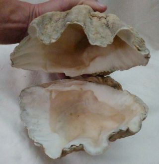 Vintage Large 8.  5 " Both Halves Natural Clam Shell Seashell Rare