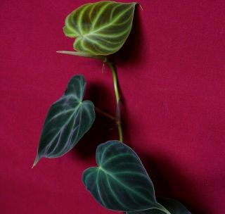 Philodendron Verrucosum Micro Rare Velvet Aroid Terrarium Plant Anthurium