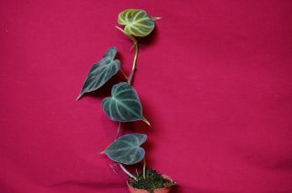 Philodendron Verrucosum Micro Rare Velvet Aroid Terrarium Plant Anthurium 3
