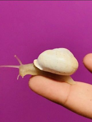 Live Rare Endangered White Land Snail (theba Pisana)