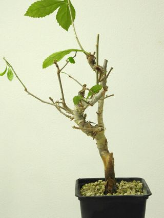 Commiphora Aff.  Myrrha - Yemen - Hadhramaut - Import - Caudex - Rare - Succulent