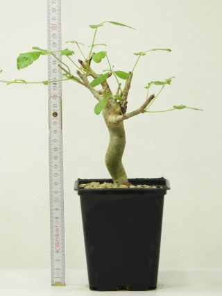 Commiphora gileadensis - Oman - Import - Caudex - Rare - Succulent 2