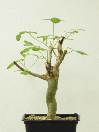 Commiphora gileadensis - Oman - Import - Caudex - Rare - Succulent 3
