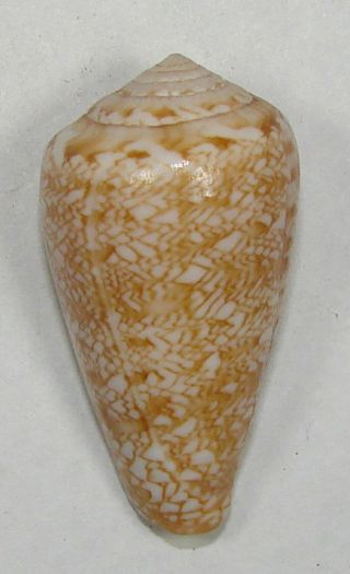 Conus Natalis 34.  66mm Rare Specimen Pondoland,  East Cape,  South Africa