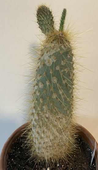 Opuntia Myriacantha Extremely Rare Galapagos Endemic Tree Cactus Galapageia Sub