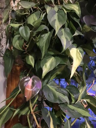 Rare Philodendron Hederaceum 