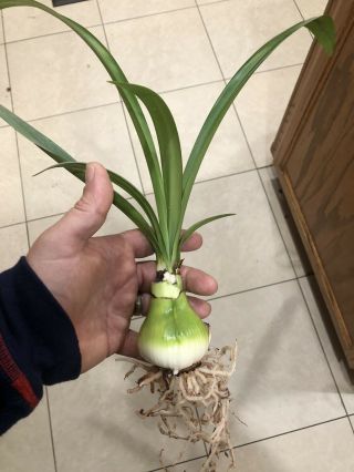 Very Rare Hippeastrum Nelsonii Large FS Bulb Only 1 Available 3