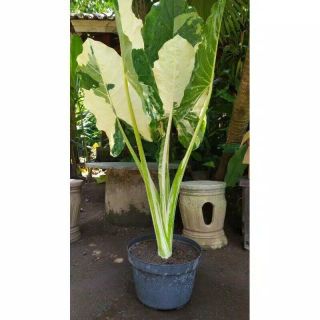 Colocasia Giant Variegated Rare Plant Phytosanitary Dhl Express