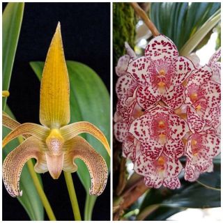 Bulbophyllum Lobbii X Kubahense Rare Orchid Primary Hybrid Species Seedling