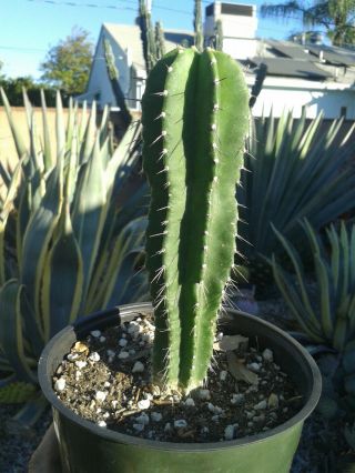 Cool Stenocereus Marginatus Epi Mexican Fence Post 6 " Rooted Cactus