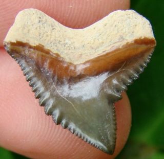Extinct Tiger Shark Tooth - Real Fossil - Rare - Galeocerdo Mayumbensis