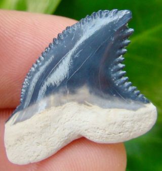 Rare Bone Valley - Hemipristis Shark Tooth - Real Fossil - No Restoration