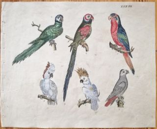 Strack Rare Handcolored Print Bird Parrot (1) - 1819