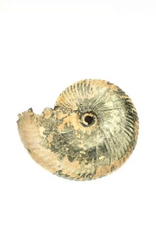 Funiferites Sp.  Rare Russian Ammonite.