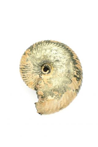 Funiferites sp.  Rare Russian ammonite. 2