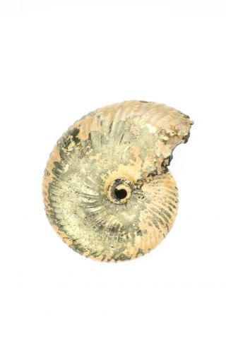 Funiferites sp.  Rare Russian ammonite. 3