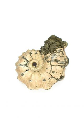 Kosmoceras Sp.  Rare Russian Ammonite.