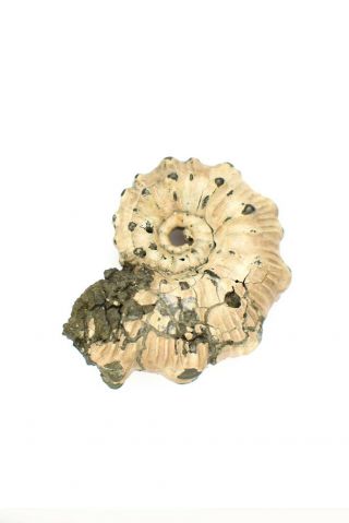 Kosmoceras sp.  Rare Russian ammonite. 3
