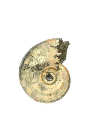 Sublunuloceras Sp.  Rare Russian Ammonite.