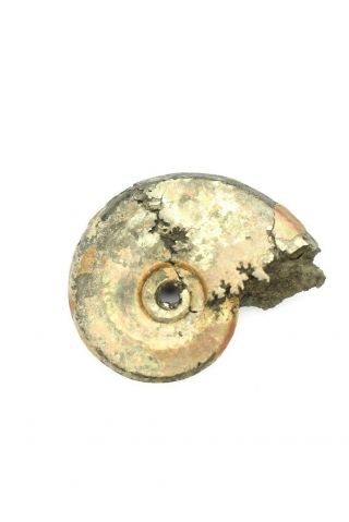 Sublunuloceras sp.  Rare Russian ammonite. 2