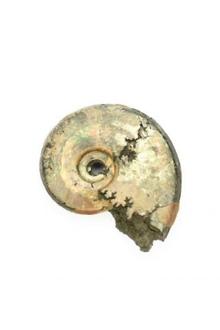 Sublunuloceras sp.  Rare Russian ammonite. 3