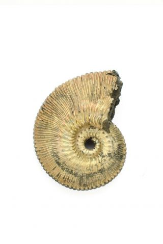 Kosmoceras Phaeinum.  Rare Russian Ammonite.