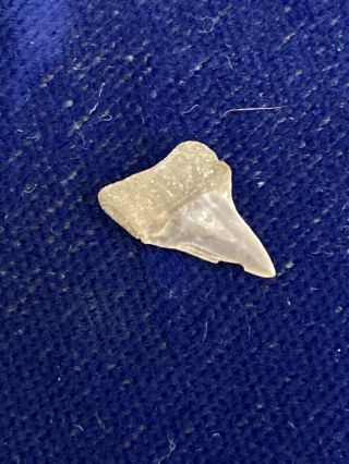 Rare Xiphodolamia Ensis Fossil Eocene Shark Tooth Belgium 2