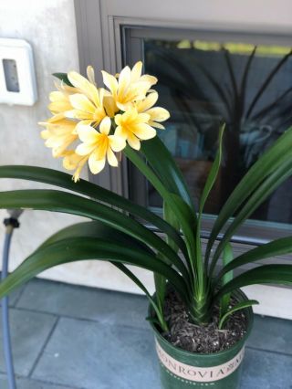 Rare Large Dr.  Solomon Hybrid Yellow Clivia Miniata Lily Winter Bloomer Plant,  Gif