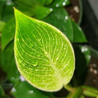 Variegated Philodendron Birkin ☆ Indoor Grown ☆ Rare Tropical Aroid ☆ Wow ☆
