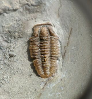 Rare Bolaspidella Drumensis Trilobite Fossil,  Cambrian Utah,  Wheeler Shale
