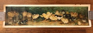 Battle Of The Chicks By Ben Austrian 1902 Art Print 36.  5” X 10 " Rare