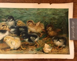 Battle of the Chicks By Ben Austrian 1902 Art Print 36.  5” x 10 