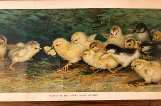 Battle of the Chicks By Ben Austrian 1902 Art Print 36.  5” x 10 