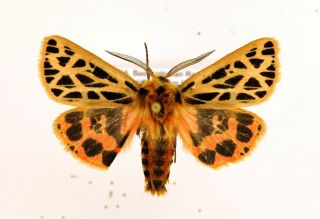 Chelis Dahurica Rare Arctiidae Moth From South Ural,  Russia,  Mounted