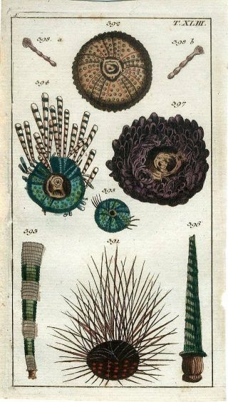 1801 Marine Sea Urchin Antique Copper Plate Hand Colored Engraving Print Wilhelm