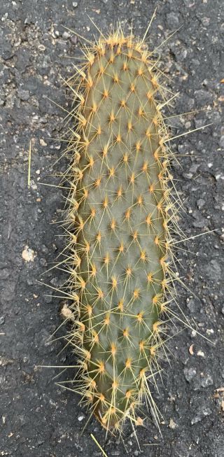 Opuntia Echios V.  Inermis Extremely Rare Seldom Seen Galapagos Tree Cactus