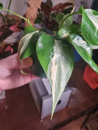 RARE - Variegated Philodendron hederaceum ' Rio ' Silver Stripe 2