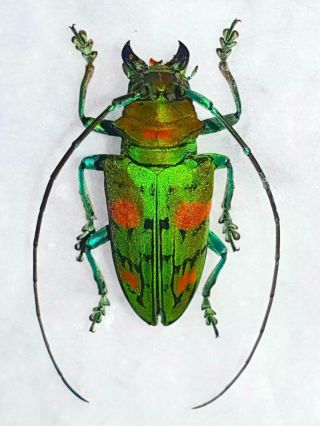 Sternotomis Amabilis Sp Female Huge Rare Color Cerambycidae Cameroon